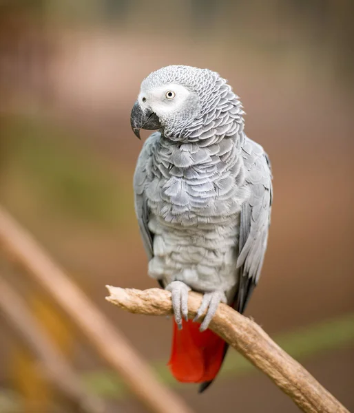 African grey parrot sitting on tree branch — Stock Photo, Image