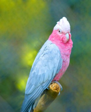 Güzel pembe papağan fotoğraf