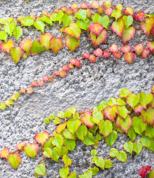 Enredaderas decorativas en una pared de textura gris — Foto de Stock