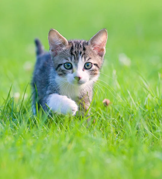Kleines gestreiftes Kätzchen versteckt sich im Gras — Stockfoto