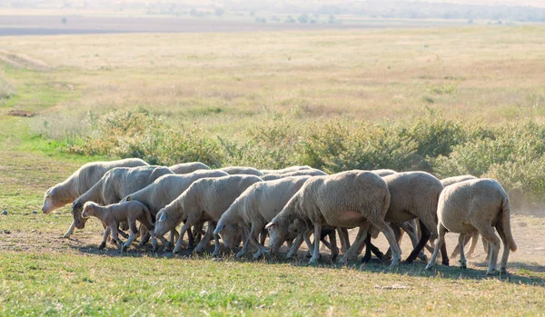 Troupeau de moutons broutant sur la colline — Photo