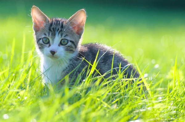 Little striped kitten hiding in the grass — Stock Photo, Image