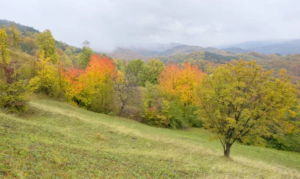 Idyllische Herbstkulisse mit farbenfrohen orange-goldenen Bäumen — Stockfoto