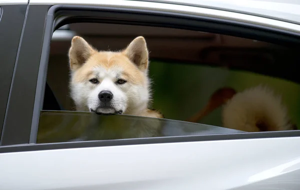 Akita Inu cão sentado no carro com janela aberta e olhando para fora — Fotografia de Stock