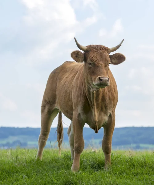 Boos bruin bull op weide — Stockfoto