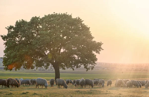 羊在夕阳中附近的一棵橡树上 — 图库照片