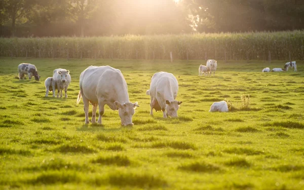 Белые коровы на лугу на закате — стоковое фото