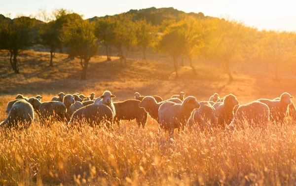 Troupeau Moutons Coucher Soleil — Photo