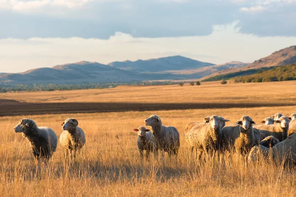 Flock Sheep Sunset — Stock Photo, Image