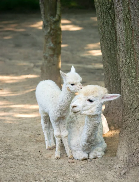 Cria Baby Alpaky Jeho Matkou Stojící Vedle — Stock fotografie