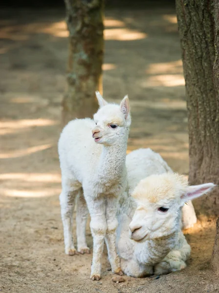Bambino Cria Alpaca Con Madre Accanto — Foto Stock