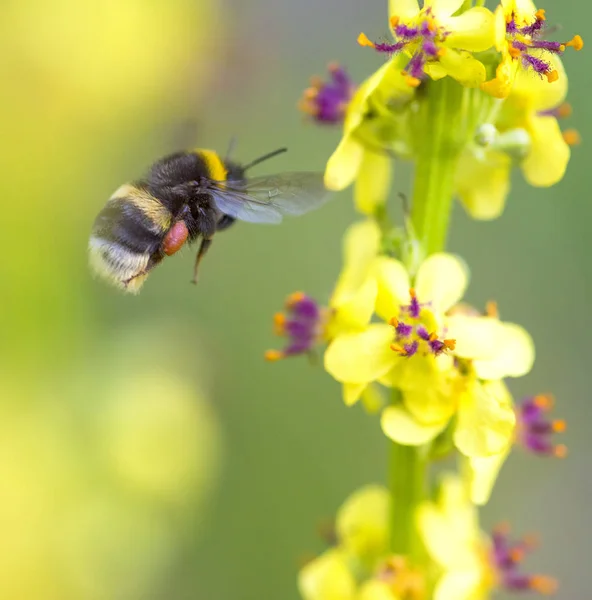 Arı Polen Sarı Bir Çiçek Toplama — Stok fotoğraf