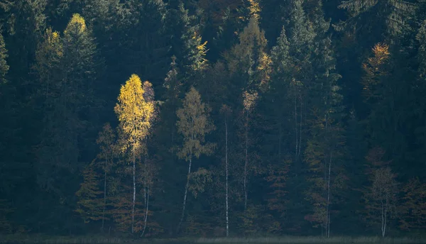 Wald Herbst — Stockfoto