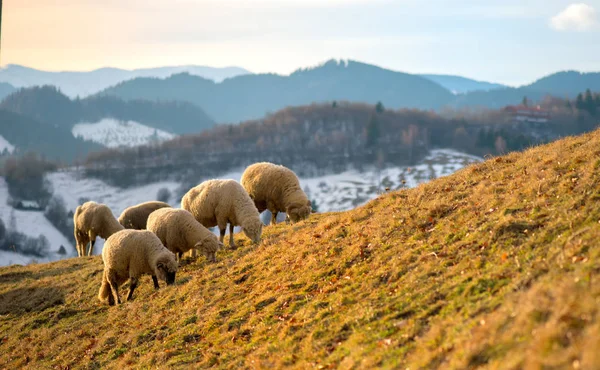 Schafe Weiden Winter — Stockfoto