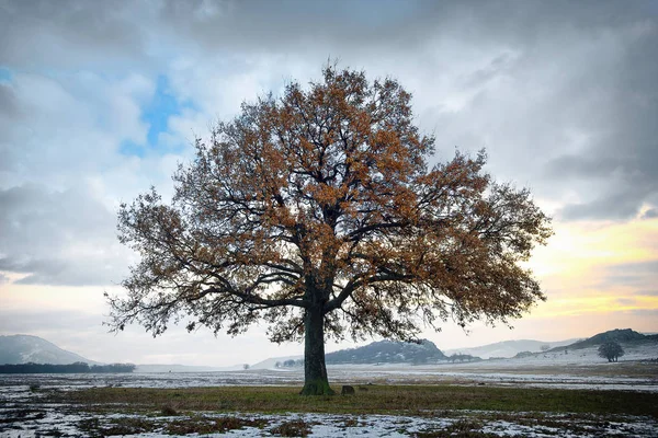 Одинокий Дуб Зимнее Время — стоковое фото