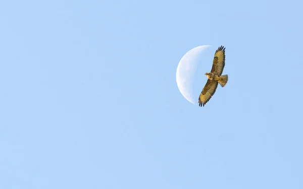 bird of prey flying to the moon