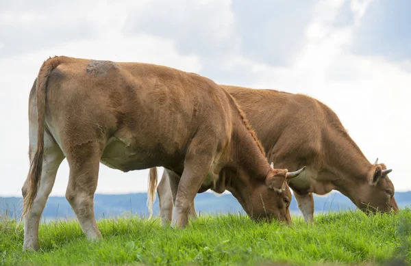 Vacas Pastando Hierba Verde —  Fotos de Stock