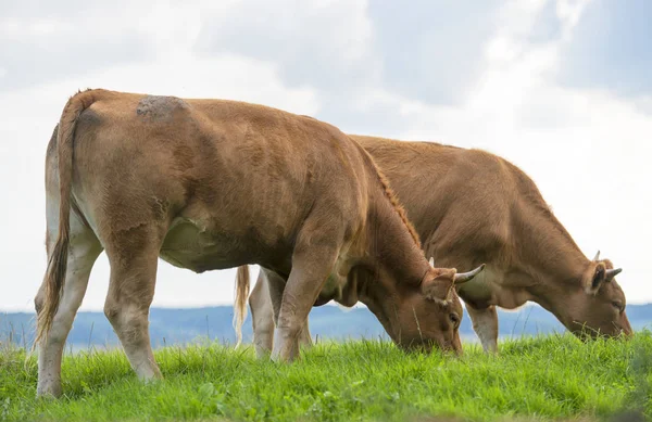 Vaches Broutant Herbe Verte — Photo