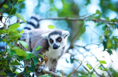 Lemur ağacında Hayvanat Bahçesi'nde