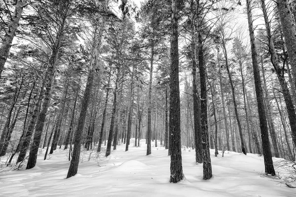 雪は冬の森の松の木を覆われました 冬の森の木 黒と白のイメージ — ストック写真