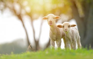 Cute lambs on field in spring clipart