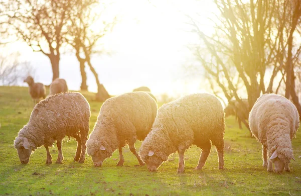 Sheep grazing, in the background sunset — Stock Photo, Image