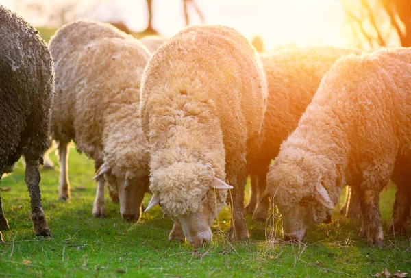 Овцы Пасутся Лугу Закате — стоковое фото