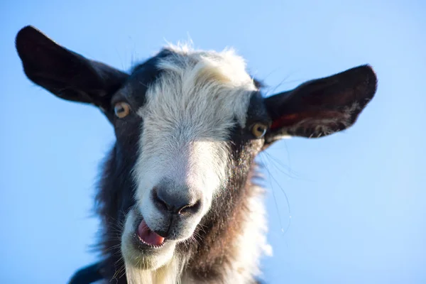 Geit Maak Een Grappig Gezicht — Stockfoto