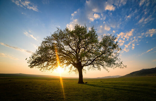 Lonely and old oak on meadow at sunset