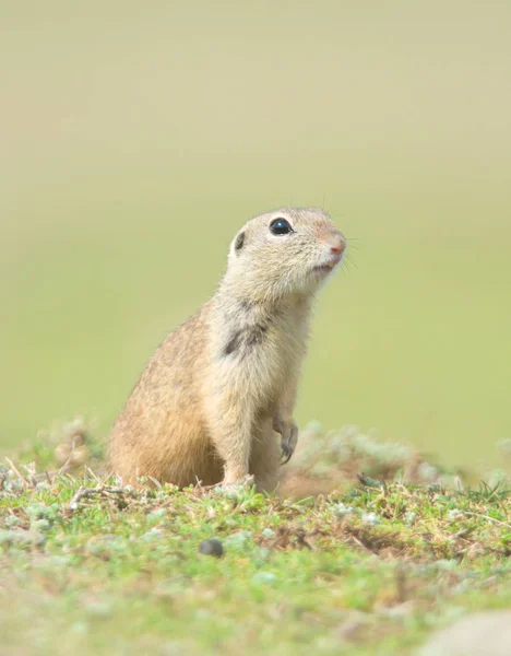 Prairie Dog Field Summer — Stock Photo, Image