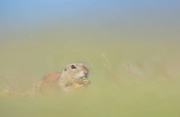 草原犬鼠对场的夏天 — 图库照片