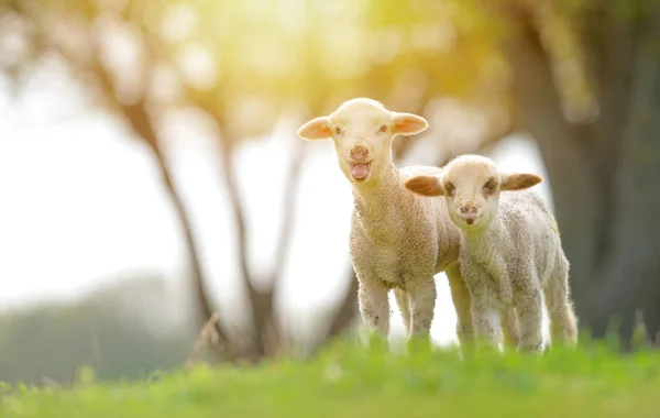 Schattig Lammeren Veld Het Voorjaar Van — Stockfoto