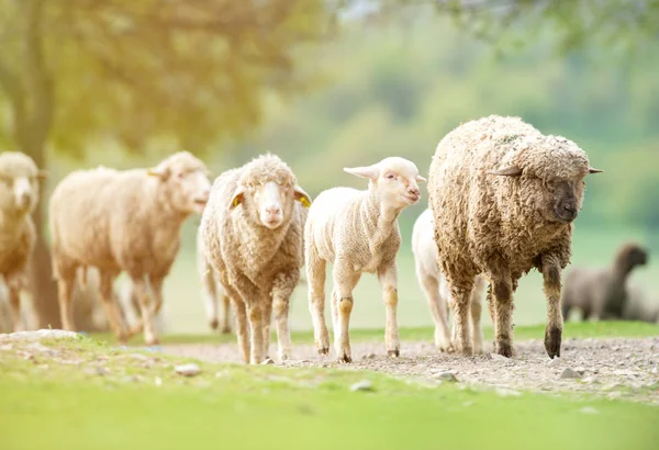 Gregge Pecore Che Camminano — Foto Stock