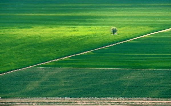 Árbol Solitario Medio Campo Verde —  Fotos de Stock