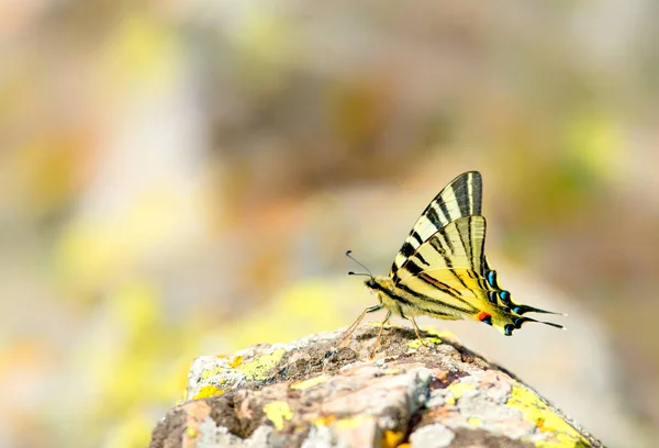 Iphiclides Podalirius Seltener Schwalbenschwanz Schmetterling Auf Bergfelsen — Stockfoto