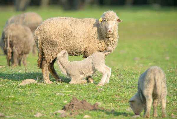 Schattig Lammetje Melk Drinken Van Haar Moeder — Stockfoto