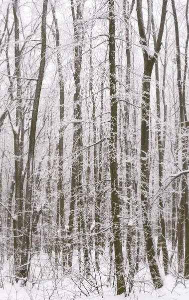 Forest Winter Black White — Stock Photo, Image