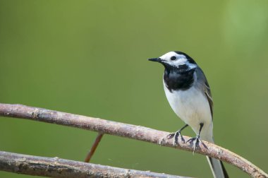 Yazın dalda güzel bir kıvılcım