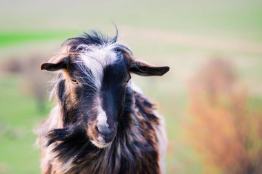 Kara keçi kameraya bakıyor.