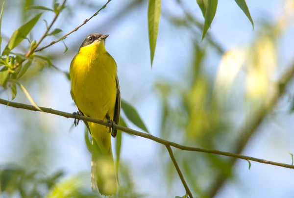 Petit Oiseau Jaune Sur Une Branche — Photo