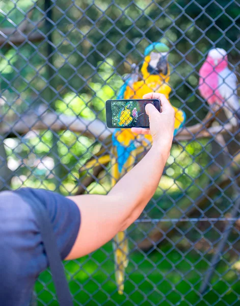 Mulher Tirando Fotos Para Animais Zoológico — Fotografia de Stock