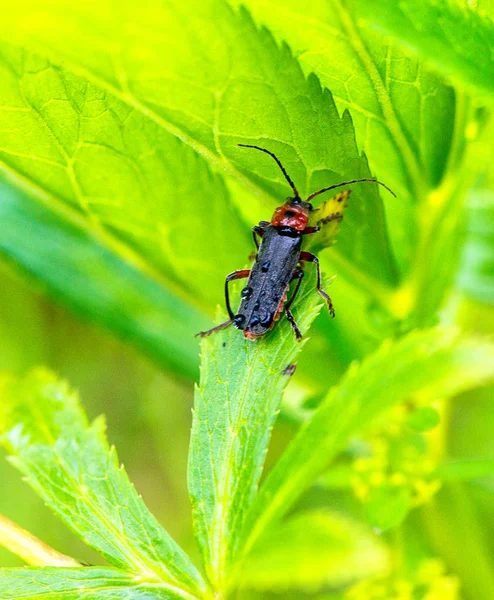 Schwarzer Käfer Auf Einem Blatt Sommer — Stockfoto