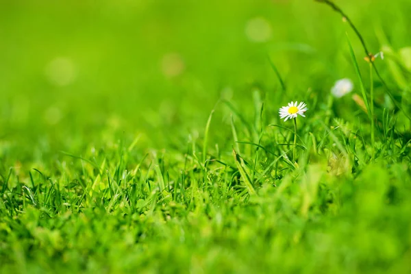 Chamomile Field Summer Time — Stock Photo, Image