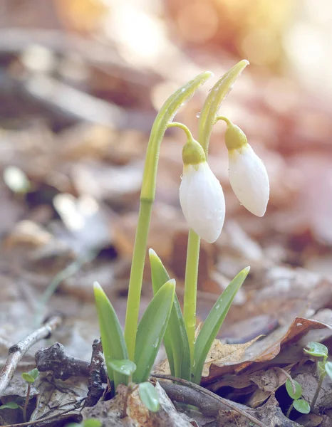 Snowdrop Eller Vanlig Snödroppe Galanthus Nivalis Blommor — Stockfoto