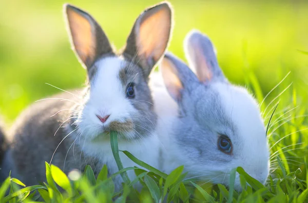Söta Små Kaniner Gräset — Stockfoto