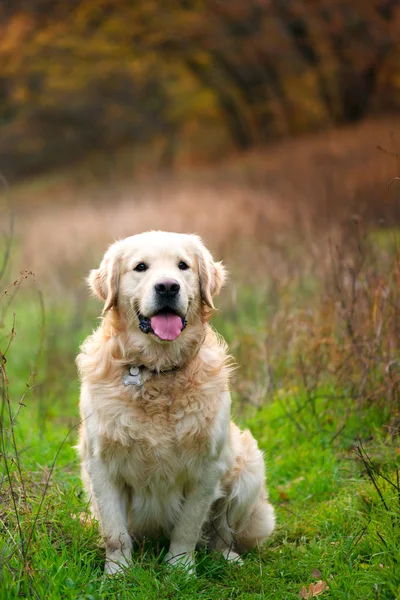 Portrait Golden Retriever Coucher Soleil — Photo