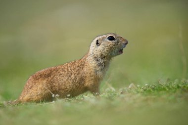 Avrupa zemin sincap (Spermophilus citellus)
