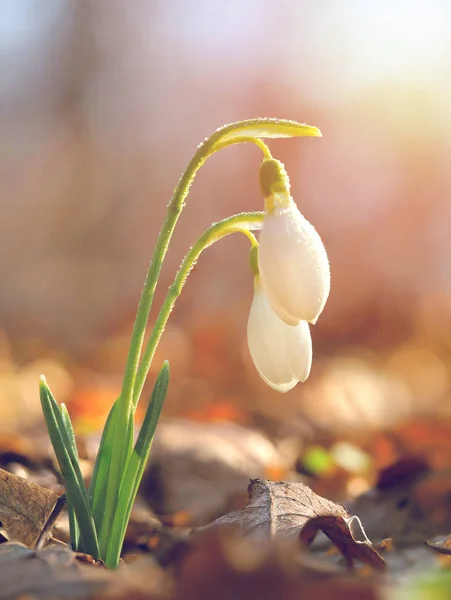 Kar Damlası Veya Yaygın Kar Damlası Galanthus Nivalis — Stok fotoğraf