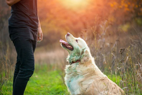 Golden Retriever Chien Assis Attendant Son Maître Comand — Photo