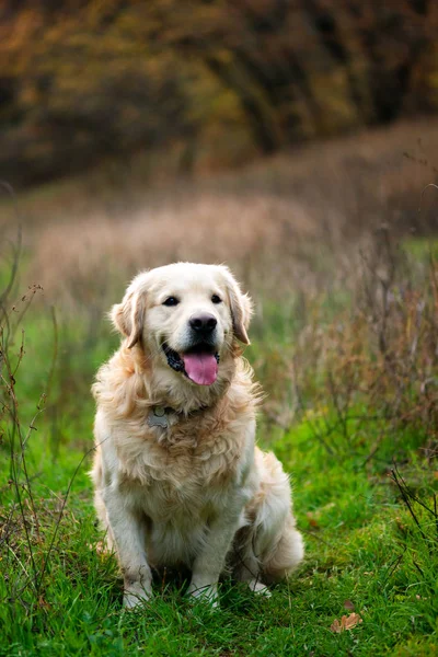 日落时的黄金猎犬的肖像 — 图库照片